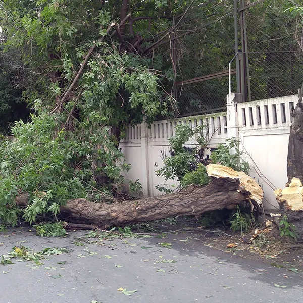 tree removal